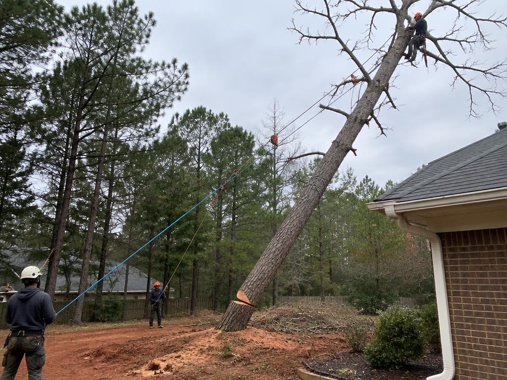 Leaning dead pine rigged for removal beside a house